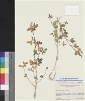 黃香草木樨藏品圖，第1張